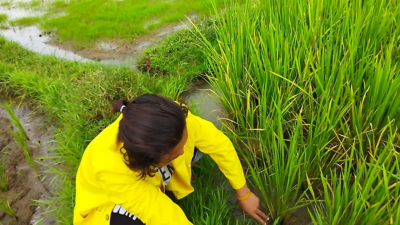 identifikasi hama padi (lembing batu)