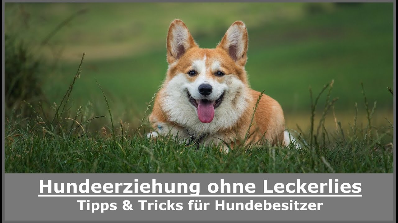Hundeerziehung ohne Leckerlies || 5 Tipps & Tricks || Hundetraining & Hundeerziehung leicht gemacht
