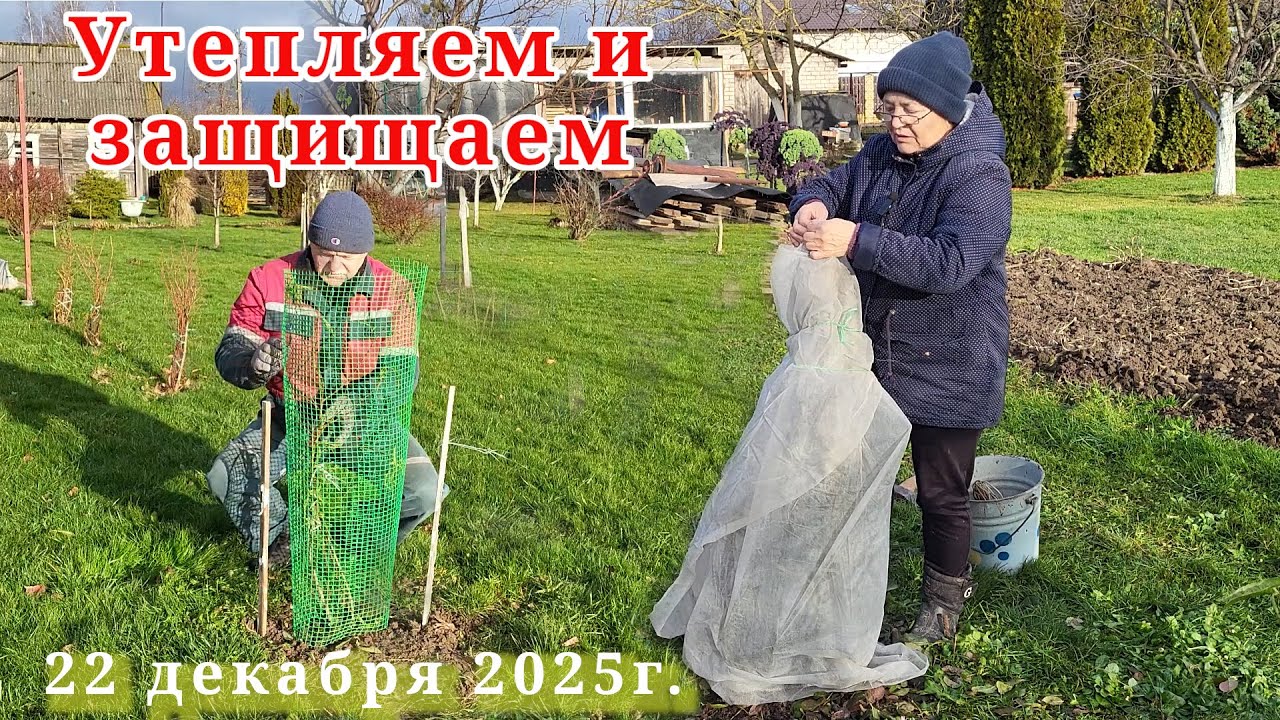 Чтоб грызуны не повредили саженцы, а мороз розы, закрываем сеткой и утепляем спанбондом. Обещают -10