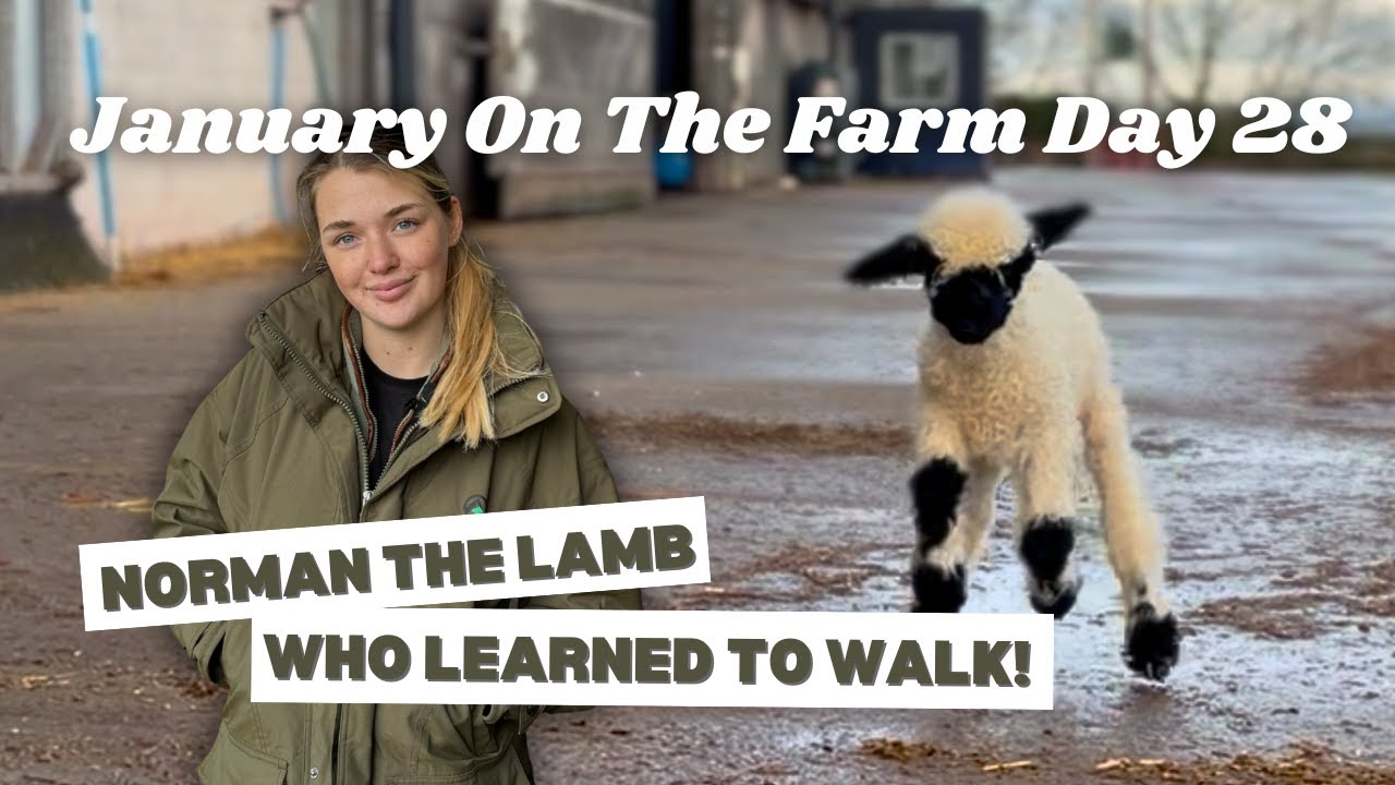 NORMAN THE LAMB WHO LEARNED TO WALK! | JOTF Day 28