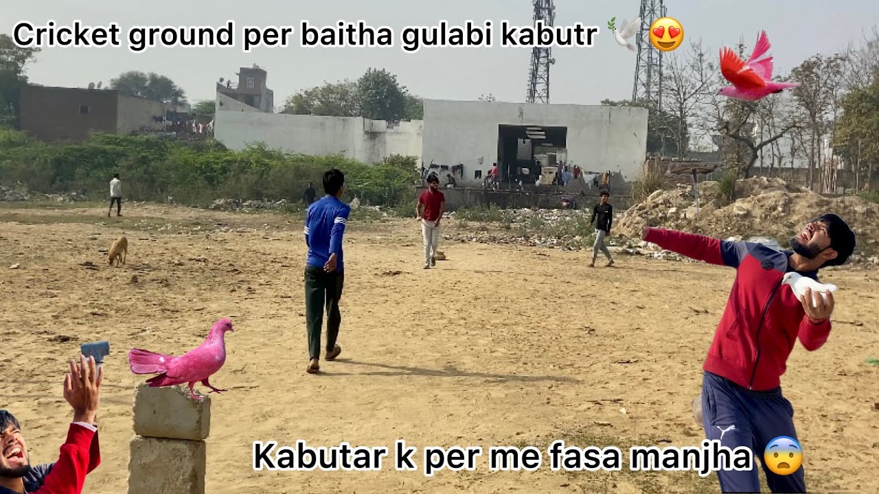 Cricket match k bich baitha colorfull pigeon 😍 !! Try to catch rangin pigeon on ground 🕊