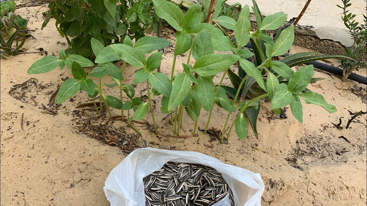 زراعة بذور دوار الشمس 🌻 والعناية به حتى الحصاد