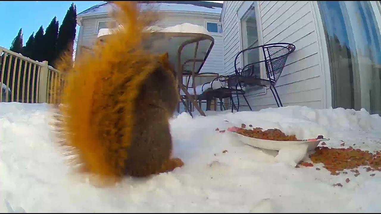 Snow Dusted Peanuts, Tiny Paws Pause, Then Crunch Loud, OH Wait, That's Catfood #haiku #squirrel 