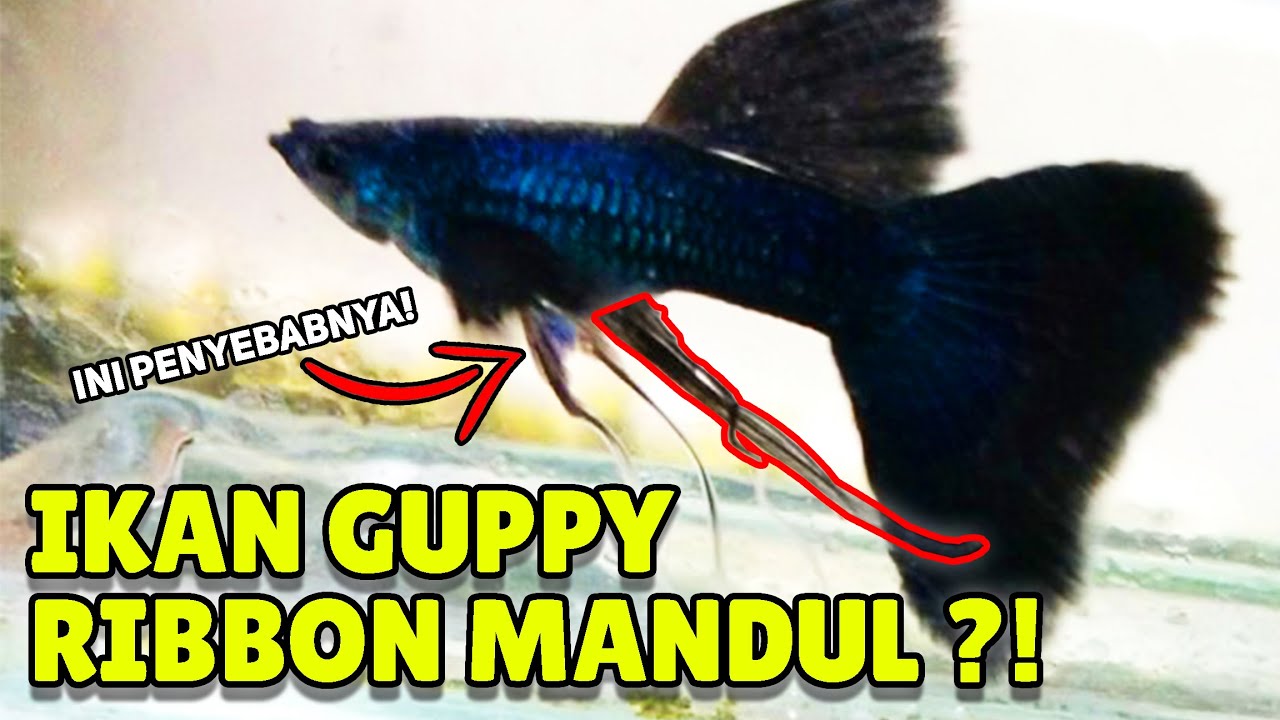 Ikan Guppy Riborn Mandul?! Video ini Jawabanya!