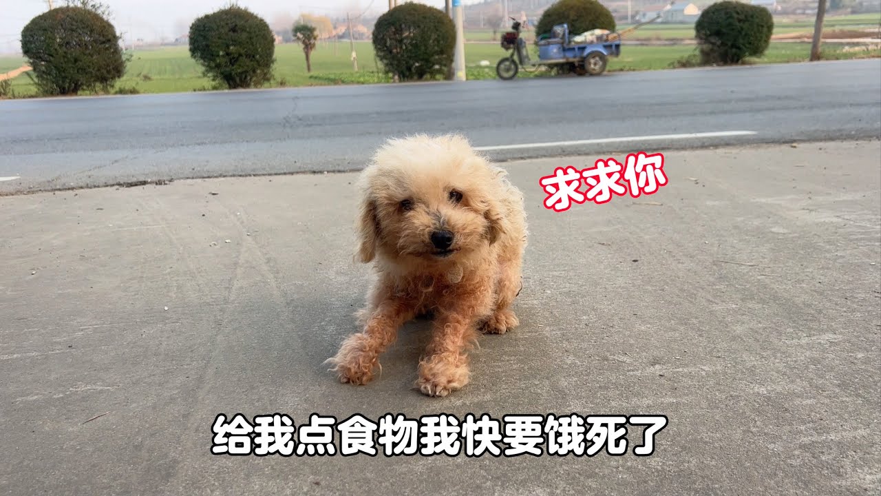 路邊發現的流浪狗，前腿骨折站在路上壹動不動，車來車往太危險了