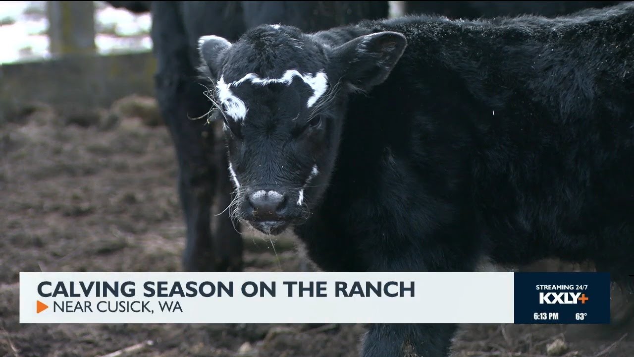Calving season on the ranch