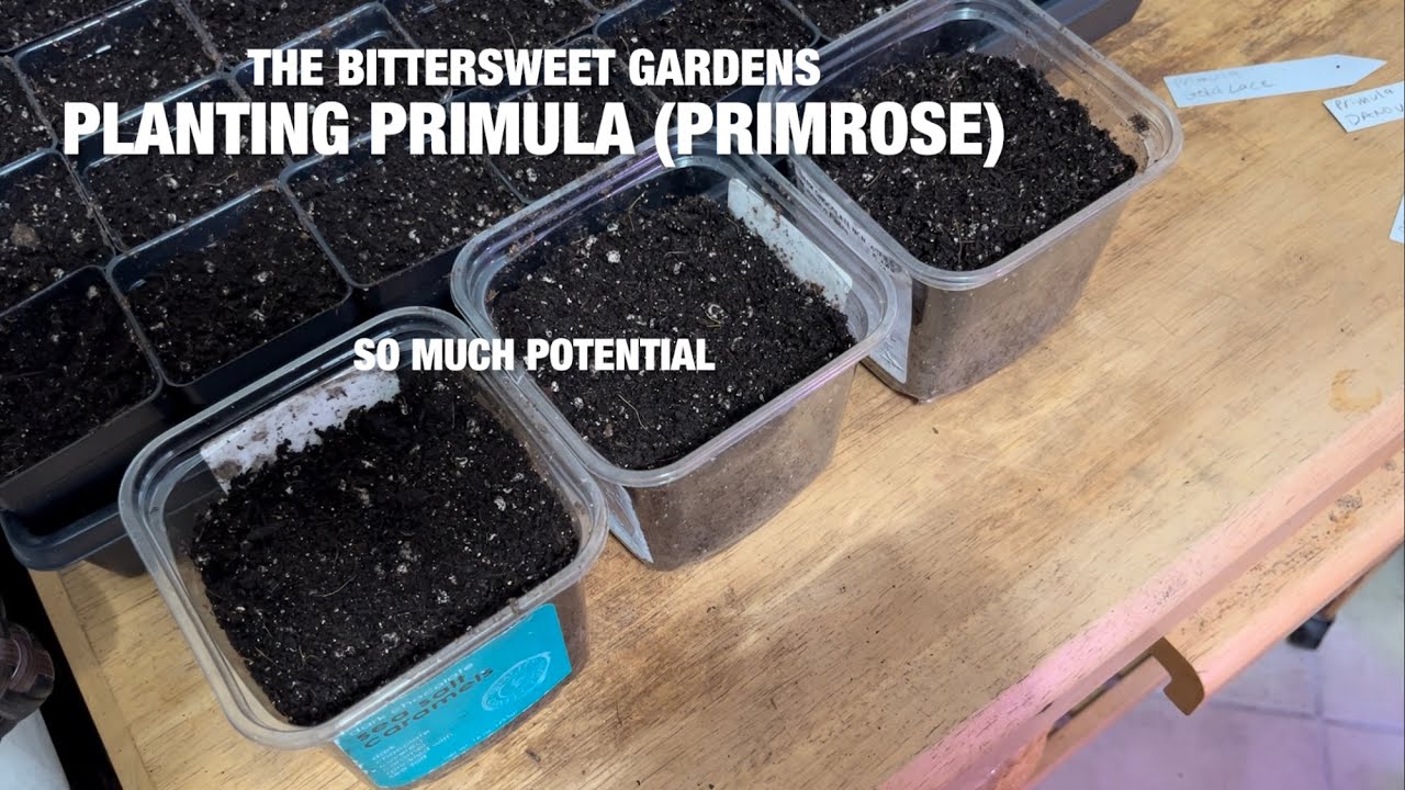 The Bittersweet Gardens: Planting Primula (Primrose)- A Primer