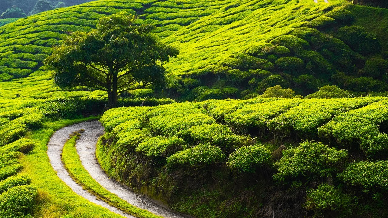 Peaceful Relaxing Instrumental Music, Quiet Soft Meditation Music 