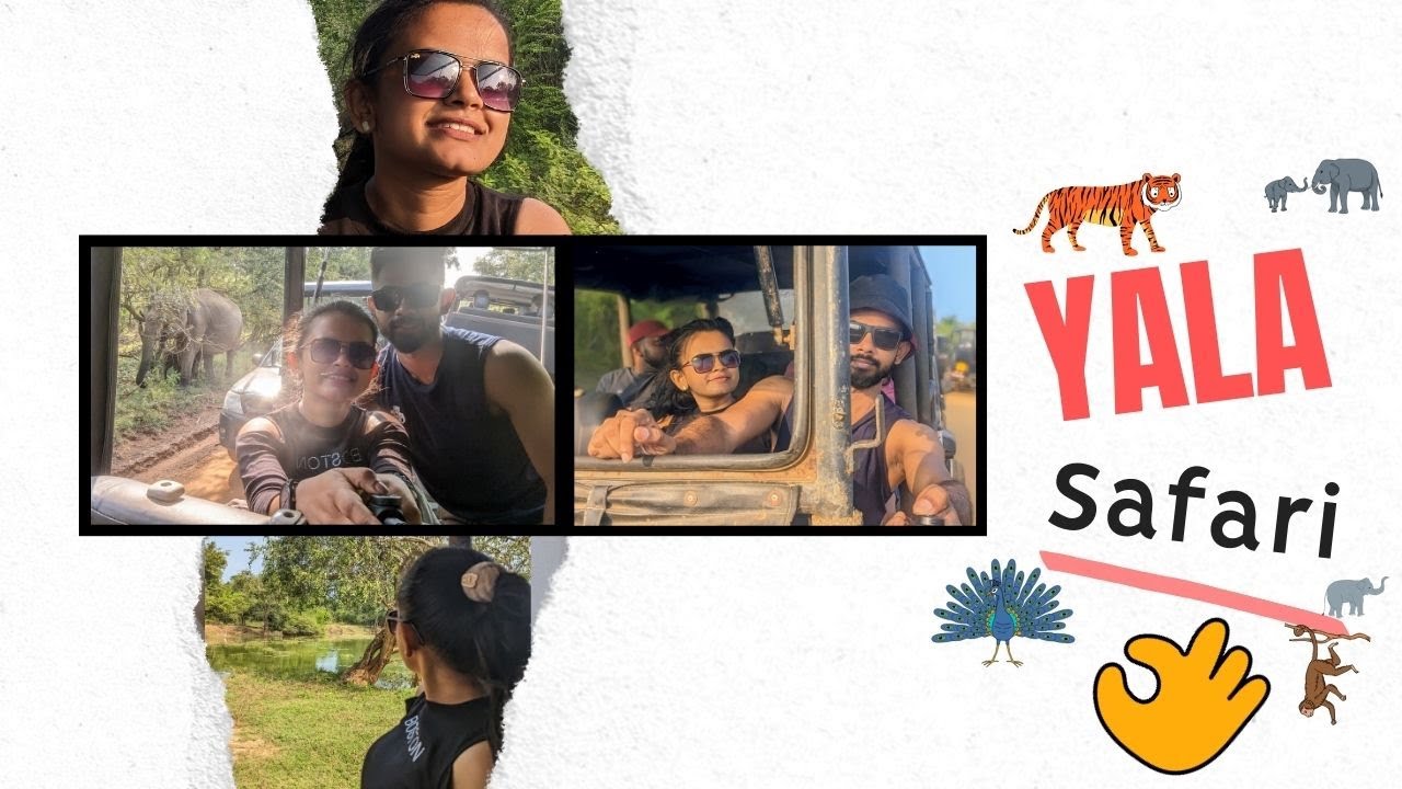 Meet the Kings of the Wild! 🐅😮:Yala National Park Safari #travel #wildlife  #nature