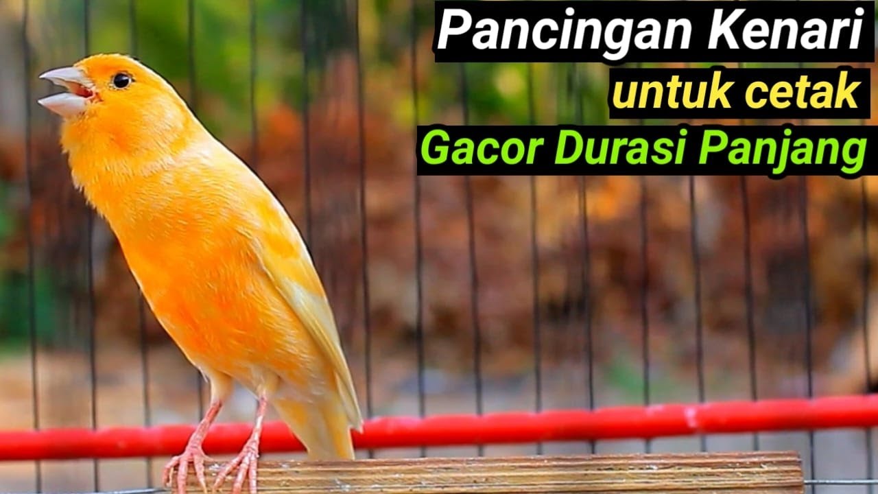 PANCINGAN KENARI GACOR NEMBAK PANJANG, SUARA BURUNG MASTERAN KENARI PAUD GACOR DURASI PANJANG #12