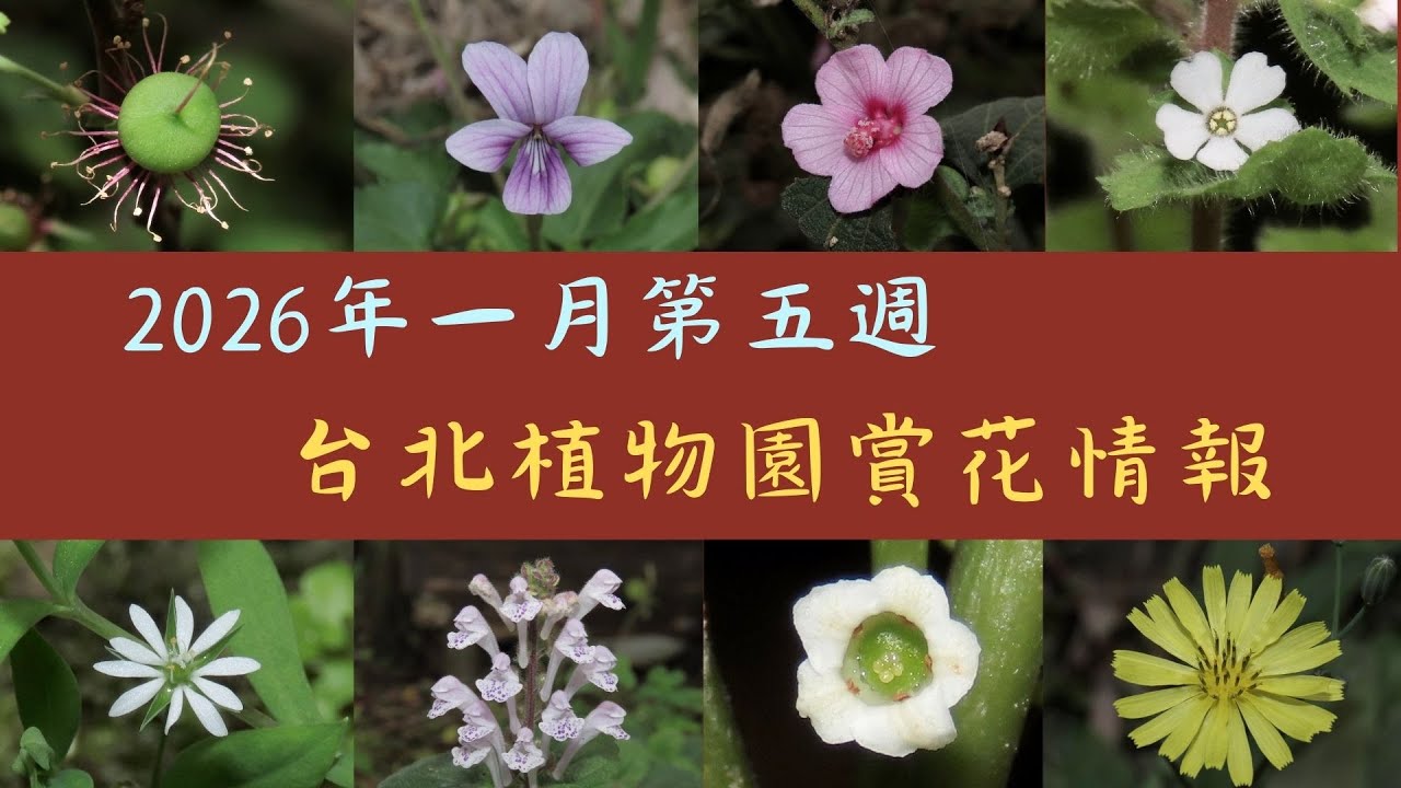 台北植物園2026年一月第五週拍的花：約有五十種花和大家分享，其中還有我第一次見到的花，不知道你見過幾種？
