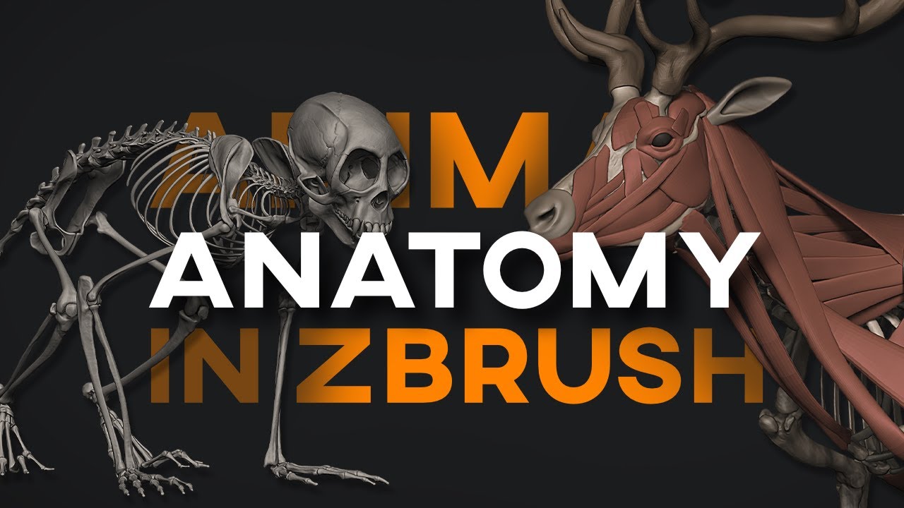 New year, new muscles! - Animal Anatomy