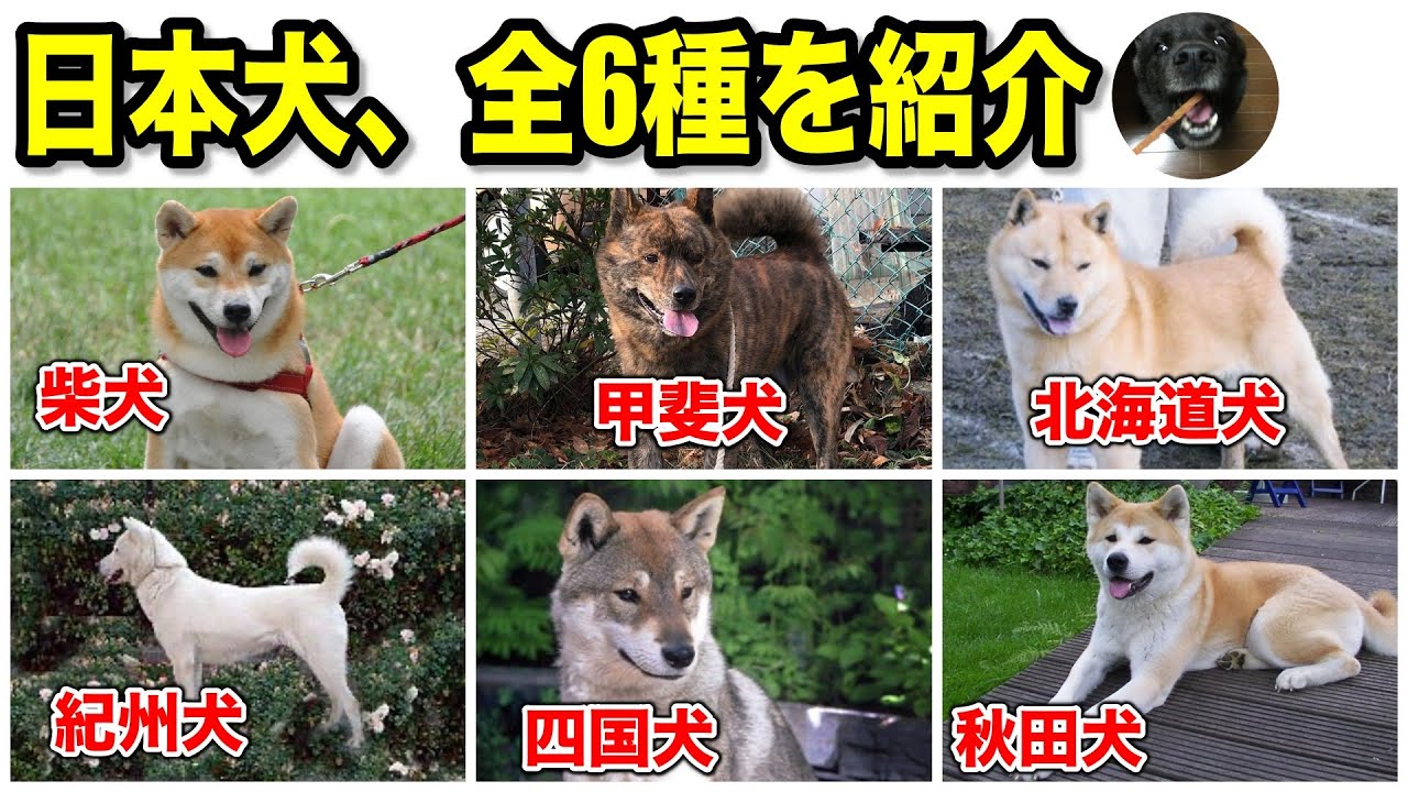 日本犬、全6種類を紹介！特徴や性格など