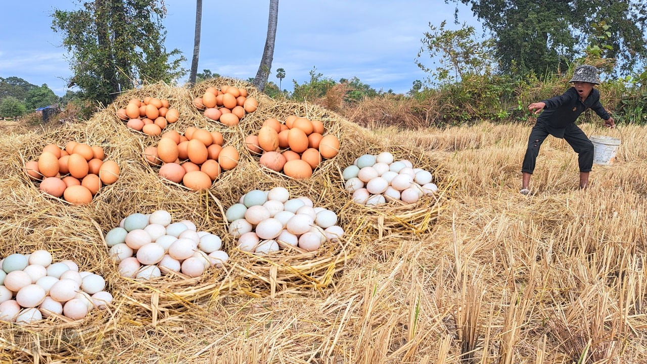 BEST UNIQUE FINDING!  pick a lot of eggs and snails on the tree stump pick a lot Best by han