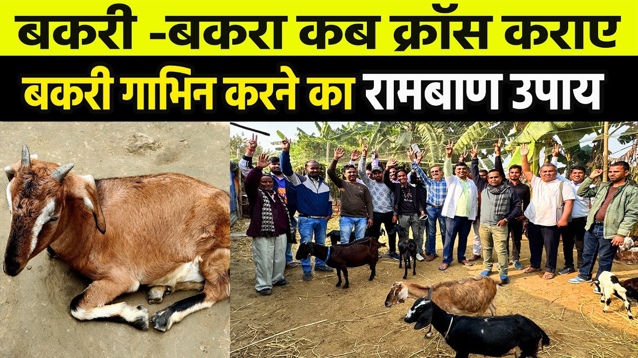 बकरी गाभिन करने का रामबाण तरीका Goat Farming Business करने वाले किसान जानो बकरी CROSS कराने का समय
