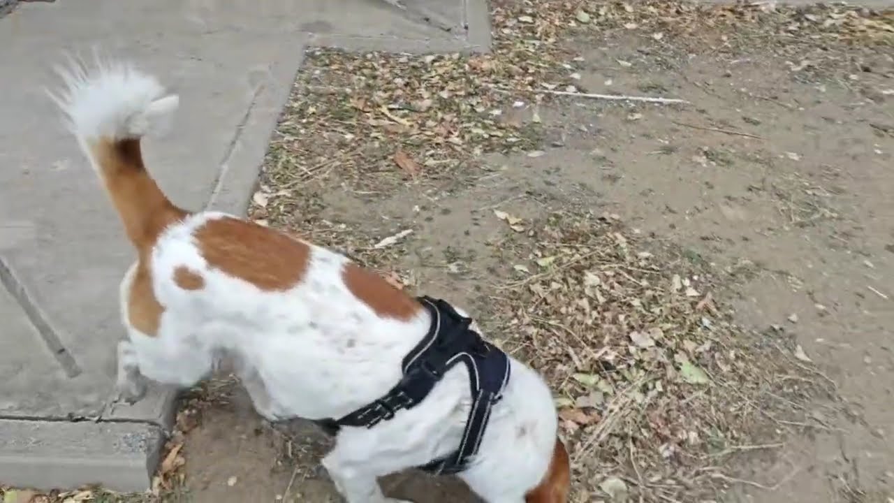 小狗狗就喜欢出来玩。Little dogs just love to go out and play.