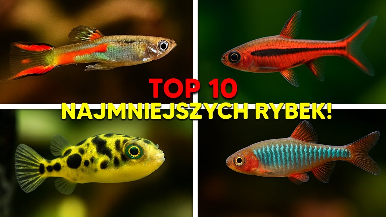 10 NAJMNIEJSZYCH RYBEK DO AKWARIUM!