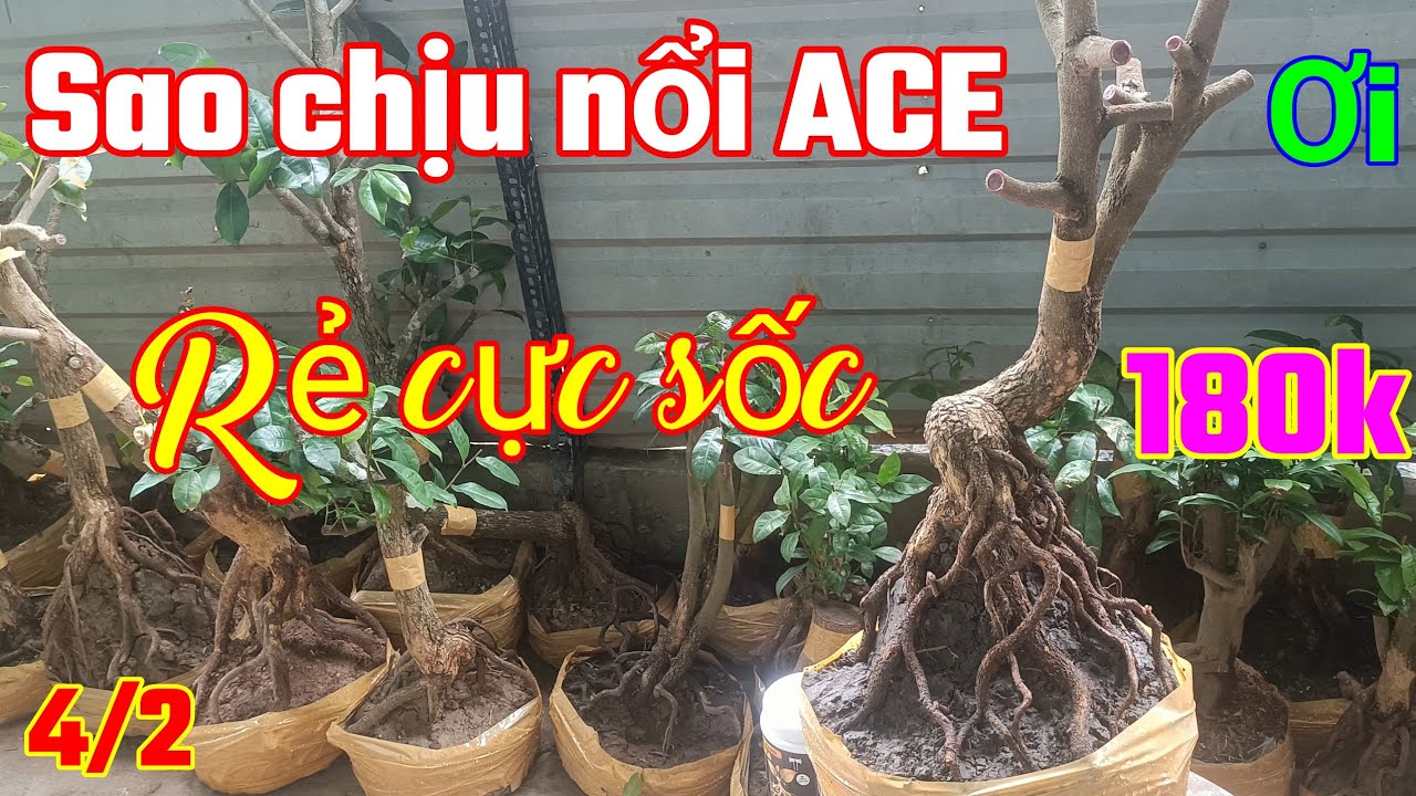 ACE ơi ! Nhanh tay vào xem lô Tứ quý đế nôm vip giá cực kỳ rẻ ngày: 4/2 _ đt: 0938700985 Chú Ba SG 