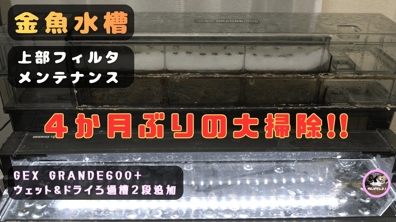 金魚水槽🐟上部フィルターメンテ🧹 GEXグランデ６００２段カスタム【水槽メンテ #42】