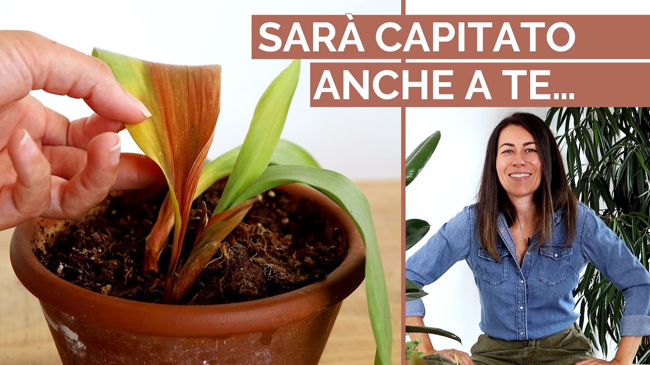 MARCIUME RADICALE: cos&rsquo;&egrave;, come evitarlo, come riparare! | A prova di pollice nero&hellip;