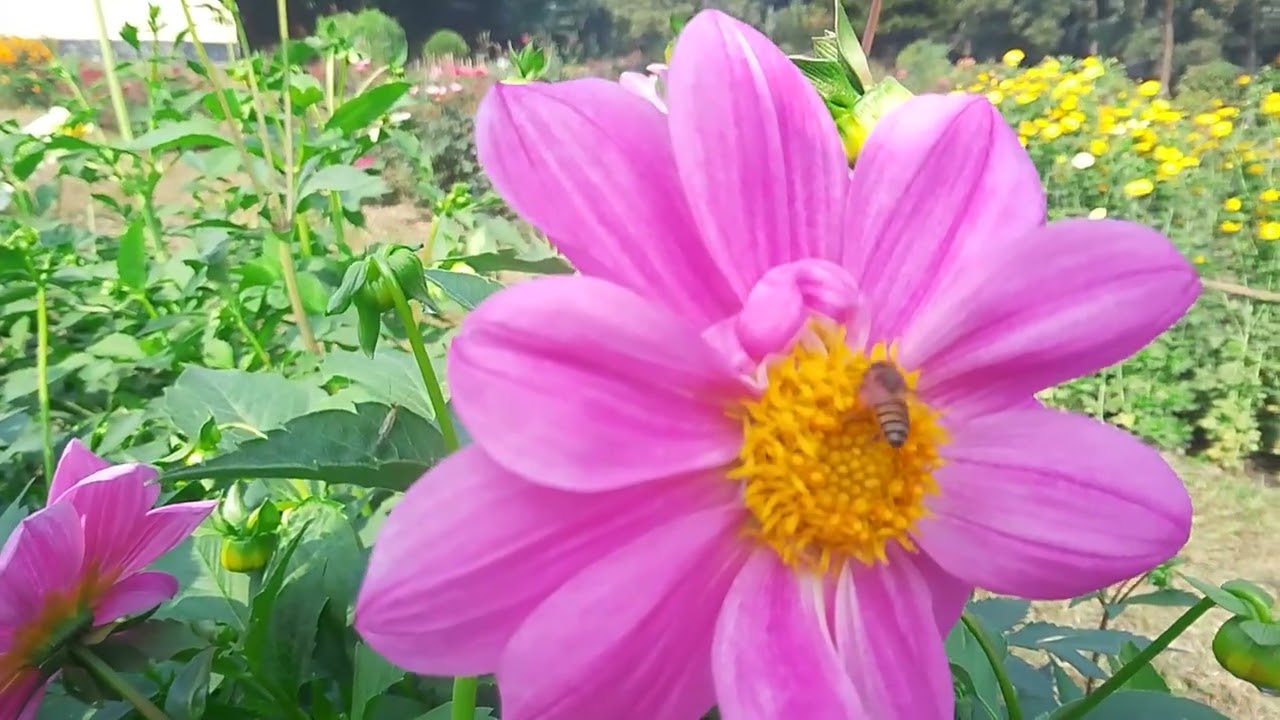 মৌমাছি 🐝 ফুলে মধু সংগ্রহে ব্যস্ত 