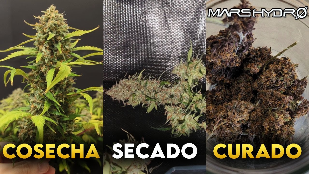 &iquest;C&oacute;mo cosechar, secar y curar tus cogollos? | Gu&iacute;a b&aacute;sica paso a paso