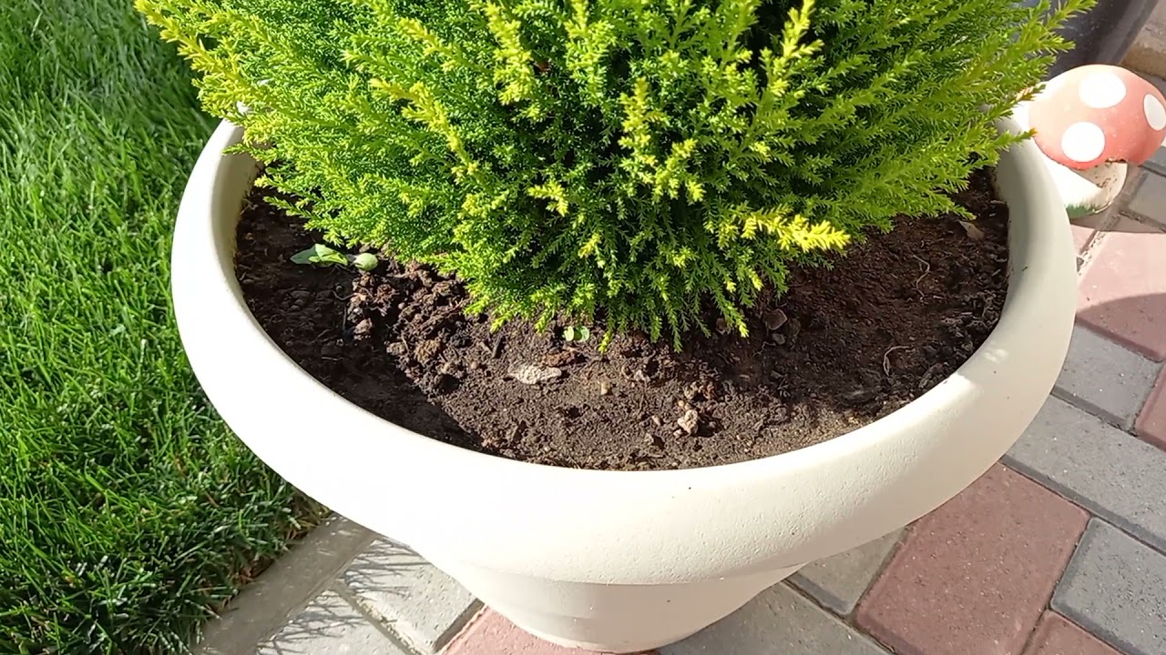 3 soiuri de plante care nu-și pierd frunza niciodată (foarte decorative).