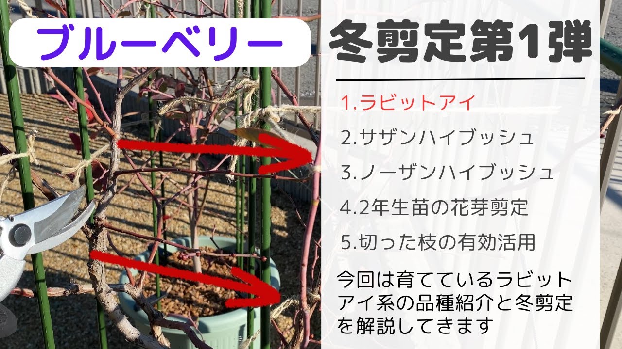 【ブルーベリー】2025年冬剪定第1弾～ラビットアイ系の2025年冬選定の様子と、ついでに育てている品種の紹介をします～