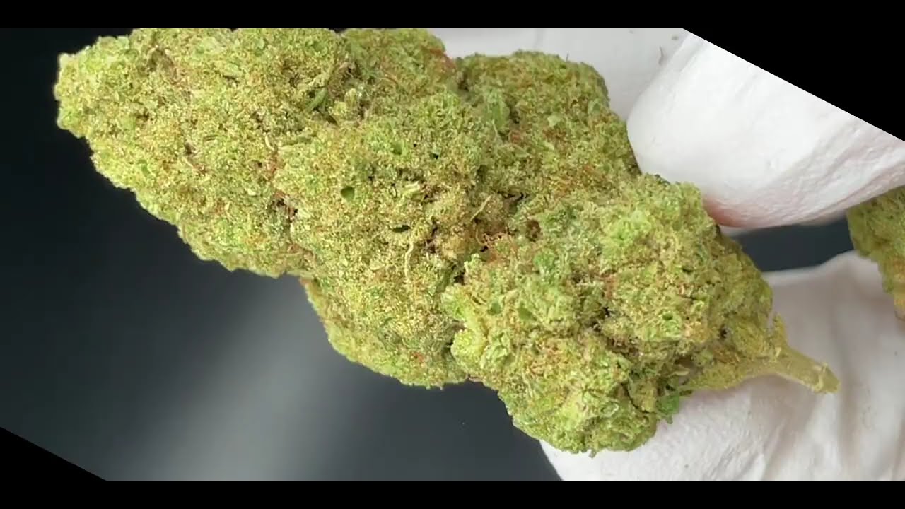 Gelato 41 Strain - Flower Quality from cbdengland.co.uk