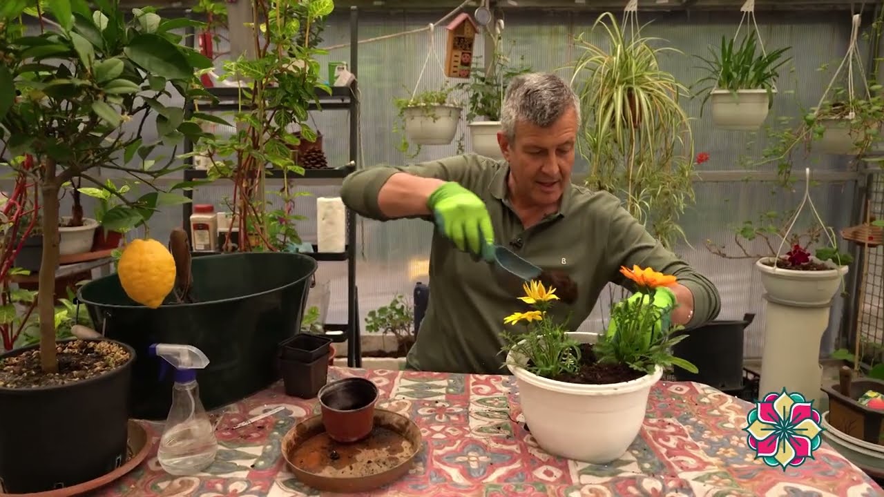 Cvetni kutak ep. 289 22.05.2025. Gazanija, andromeda, urbano baštovanstvo, Nestle, SRP Titelski breg