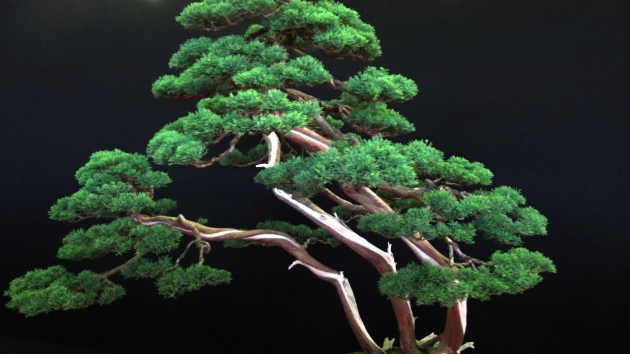 EUROPEAN BONSAÏ SAN SHOW - SAULIEU 2018 (1)