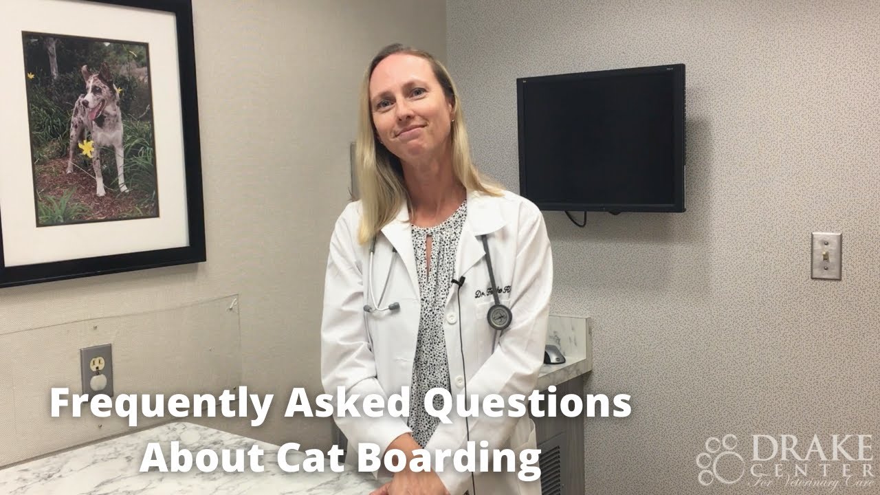 Frequently Asked Questions About Cat Boarding