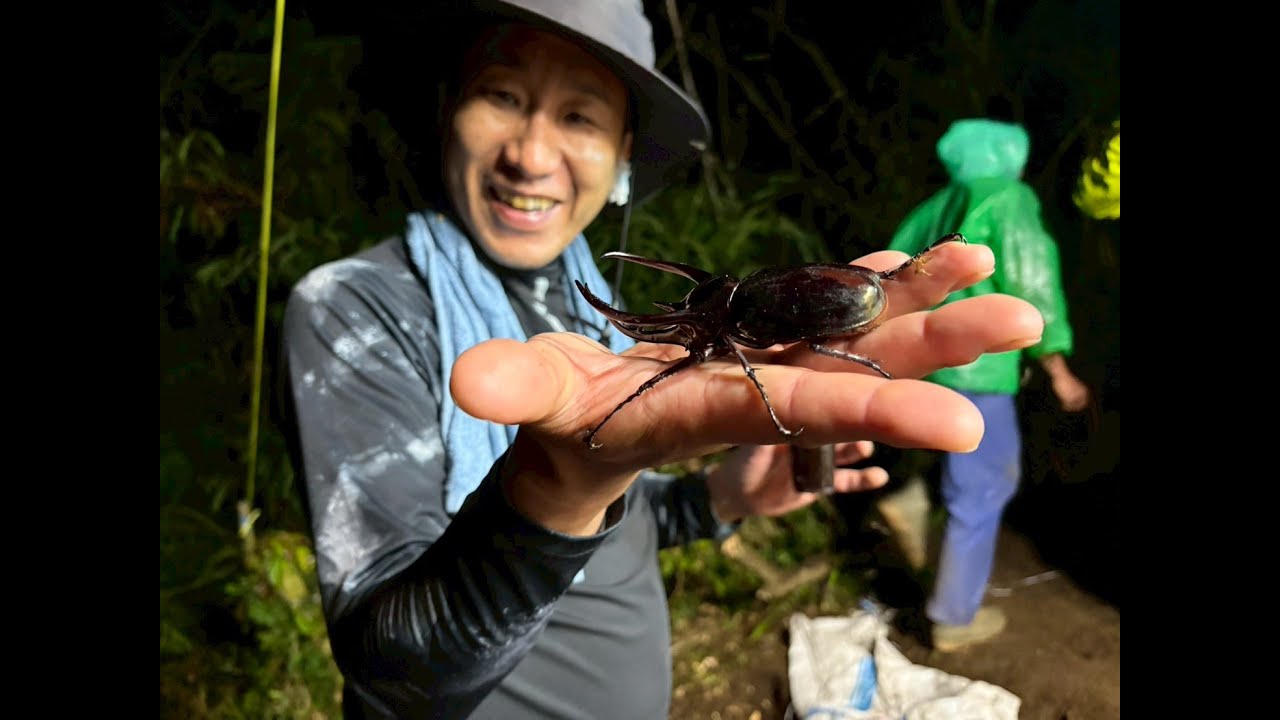 ついに来たー大型コーカサスオオカブトが飛来！インドネシア昆虫採集2025年その14＃たつのみんなの昆虫館