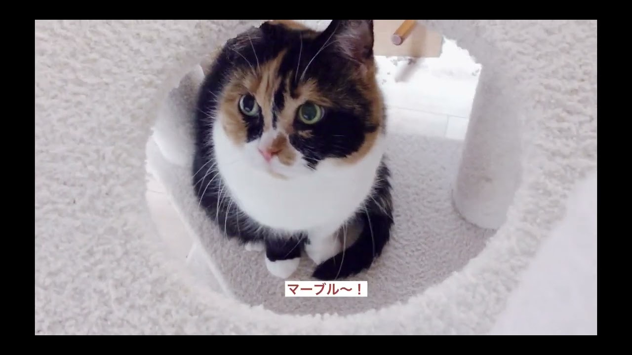 ねこカフェの朝の風景