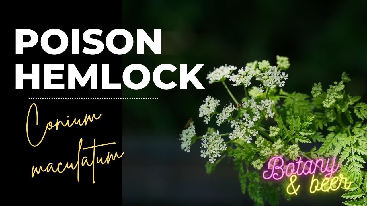 Plant Profile: POISON HEMLOCK (Conium maculatum)