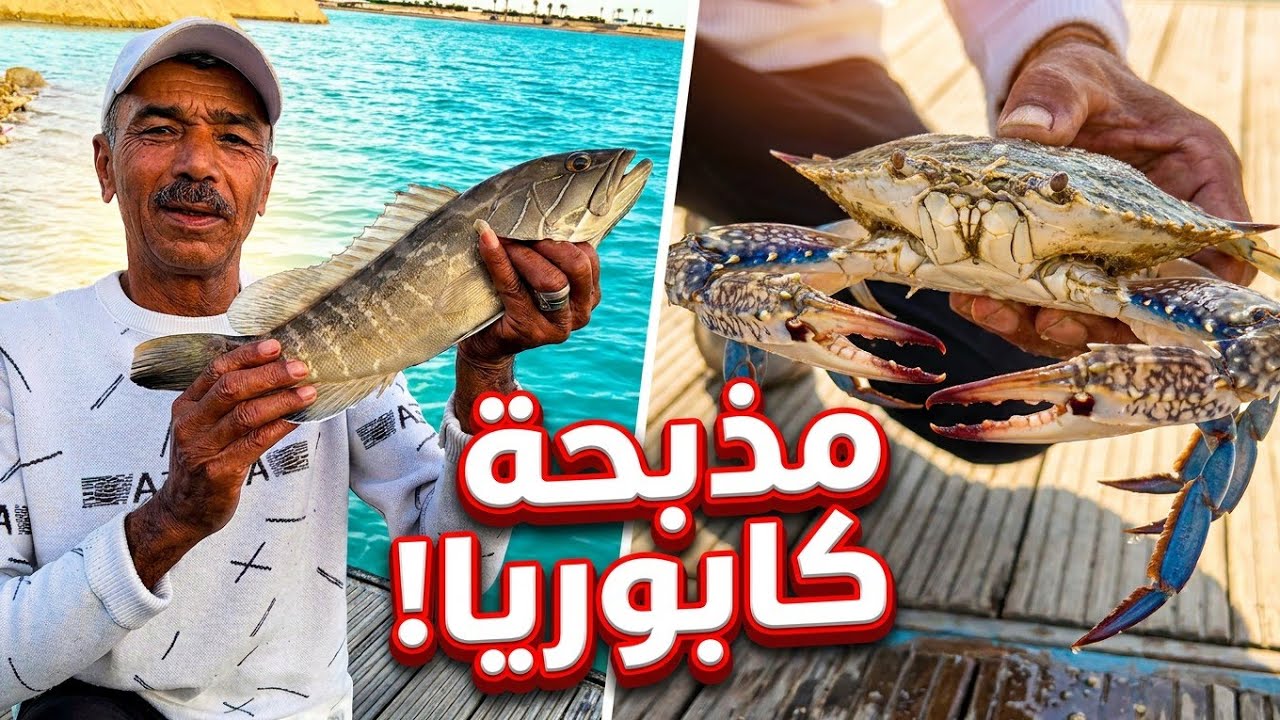 صيد الاسماك #سمك الوقار سمك البورى #سمك الدنيس الكابوريا  fishing #