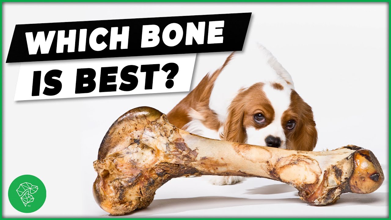 Кости для собак: какие из них безопасны для собак? | Ultimate Pet Vet