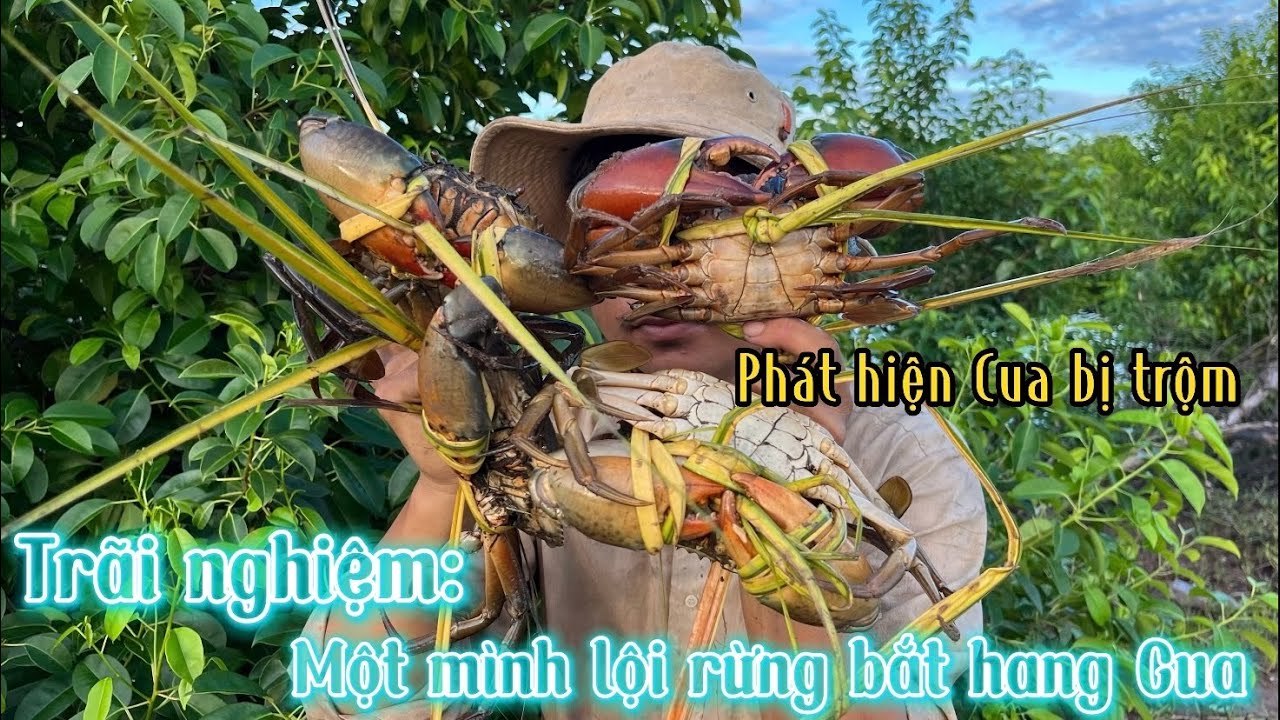 Một mình lội rừng bắt hang Cua,bắt toàn cua bự bự. Phát hiện dấu hiệu của kẻ trộm Cua.