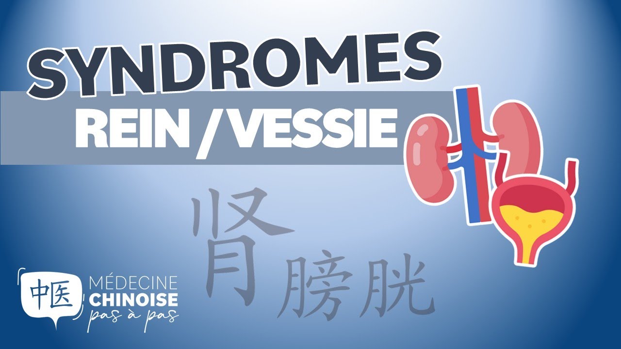 #42 - SYNDROMES du REIN et de la VESSIE en Médecine Chinoise