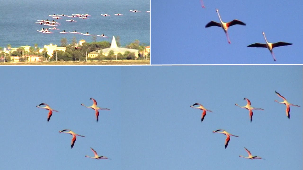 Sardegna - Fenicotteri in volo sul parco di Molentargius