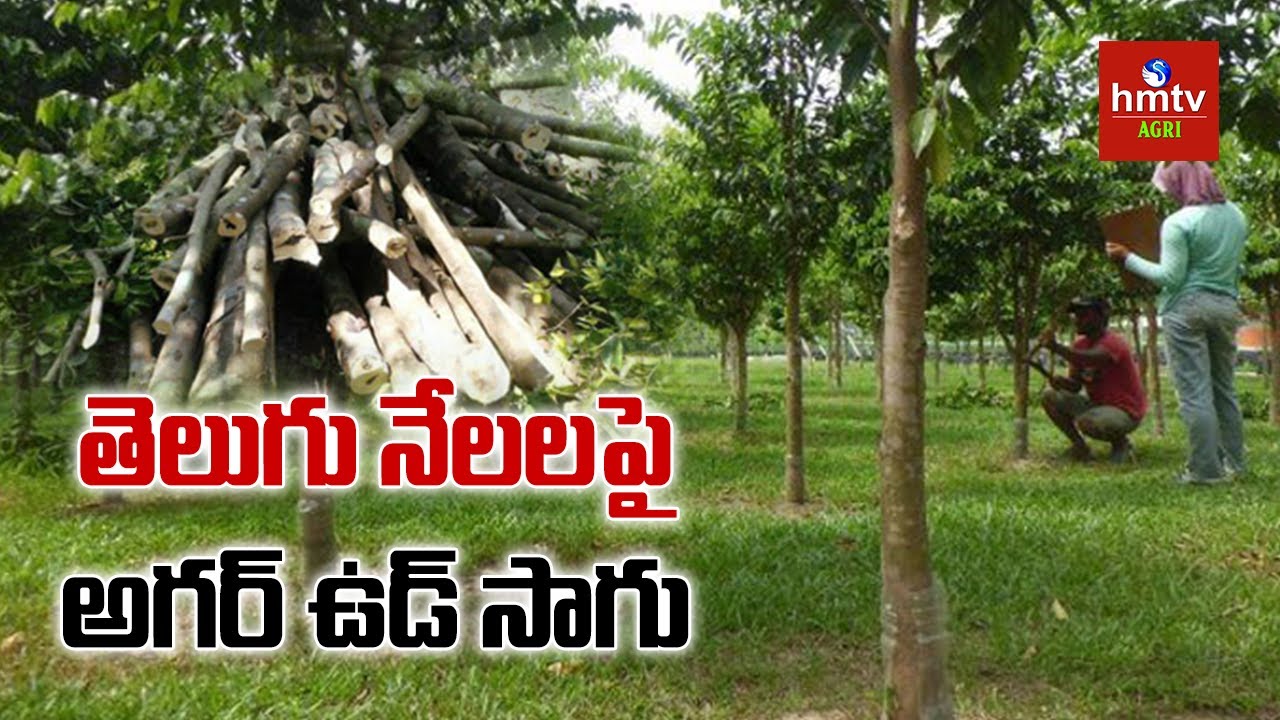 తెలుగు నేలలపై అగర్ ఉడ్ సాగు | Agarwood Farming | hmtv Agri
