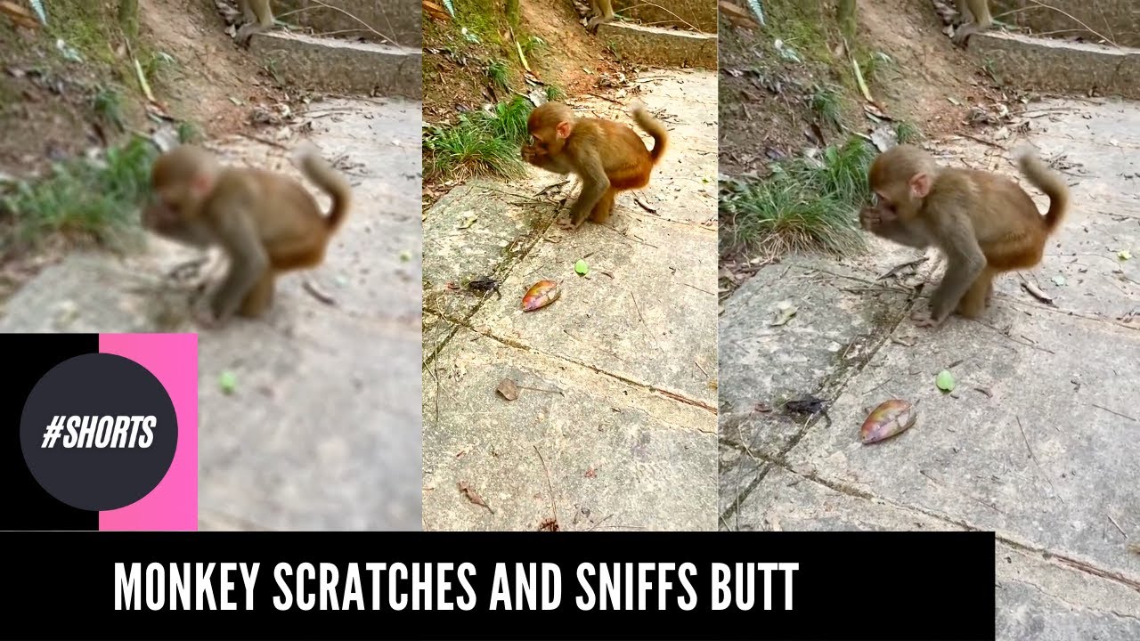 Weird Monkey Sniffs his Butt 💩 😂 #monkey #funnyvideos #animalsoftiktok #shorts