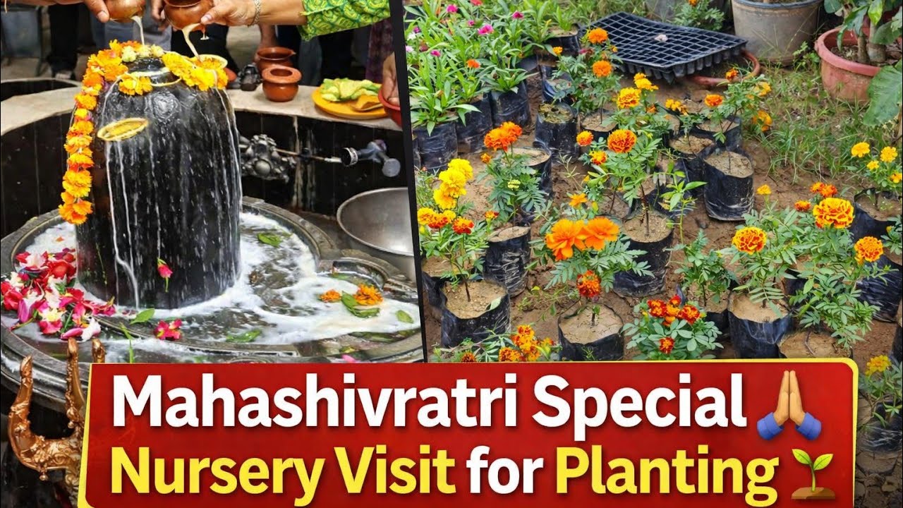 Mahashivratri Special 🔱🕉️ | Nursery Visit 🌷+ Plant Collection 🌻| Daily Vlog🤞🏻