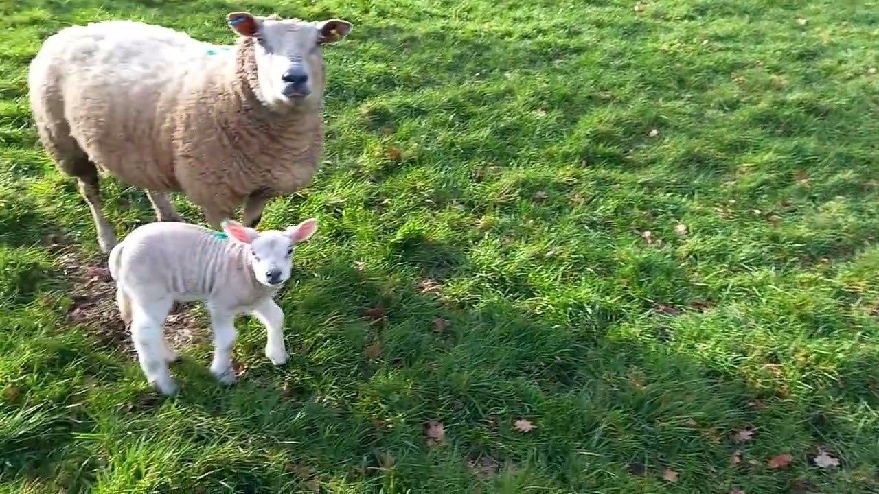 Lambs are out.Feb 2026.