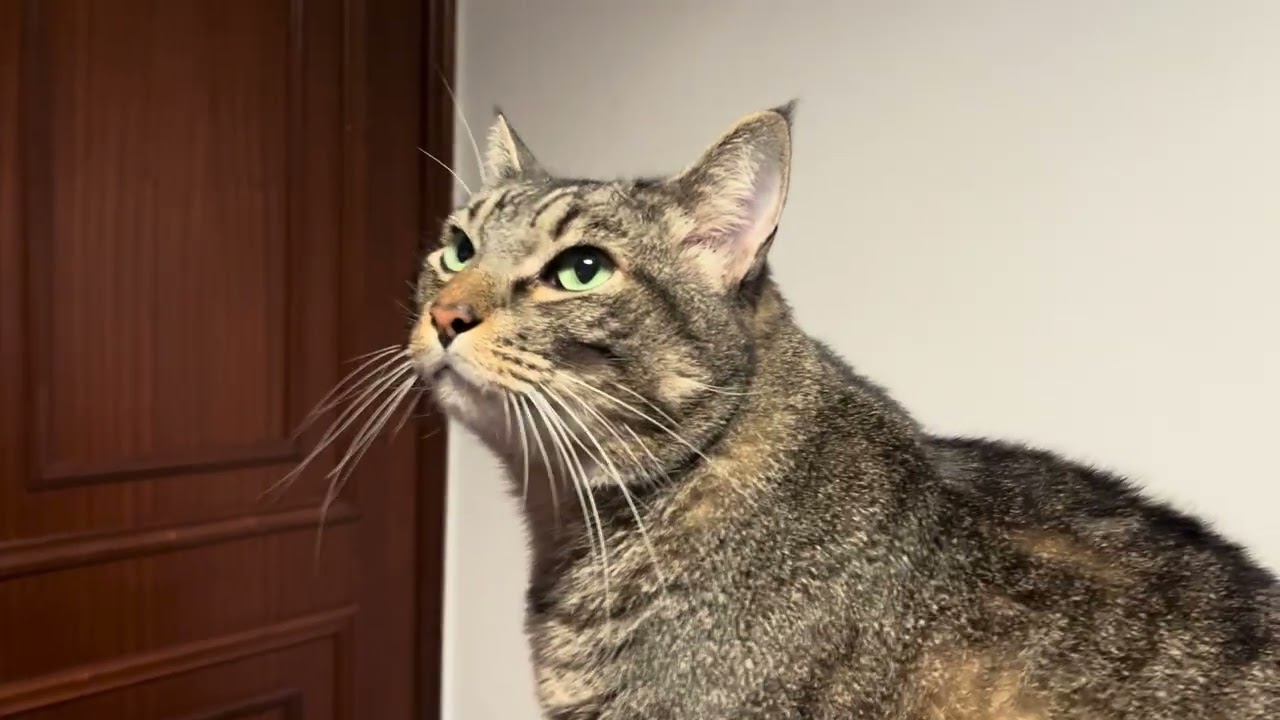My cat morning with the remote working humans 