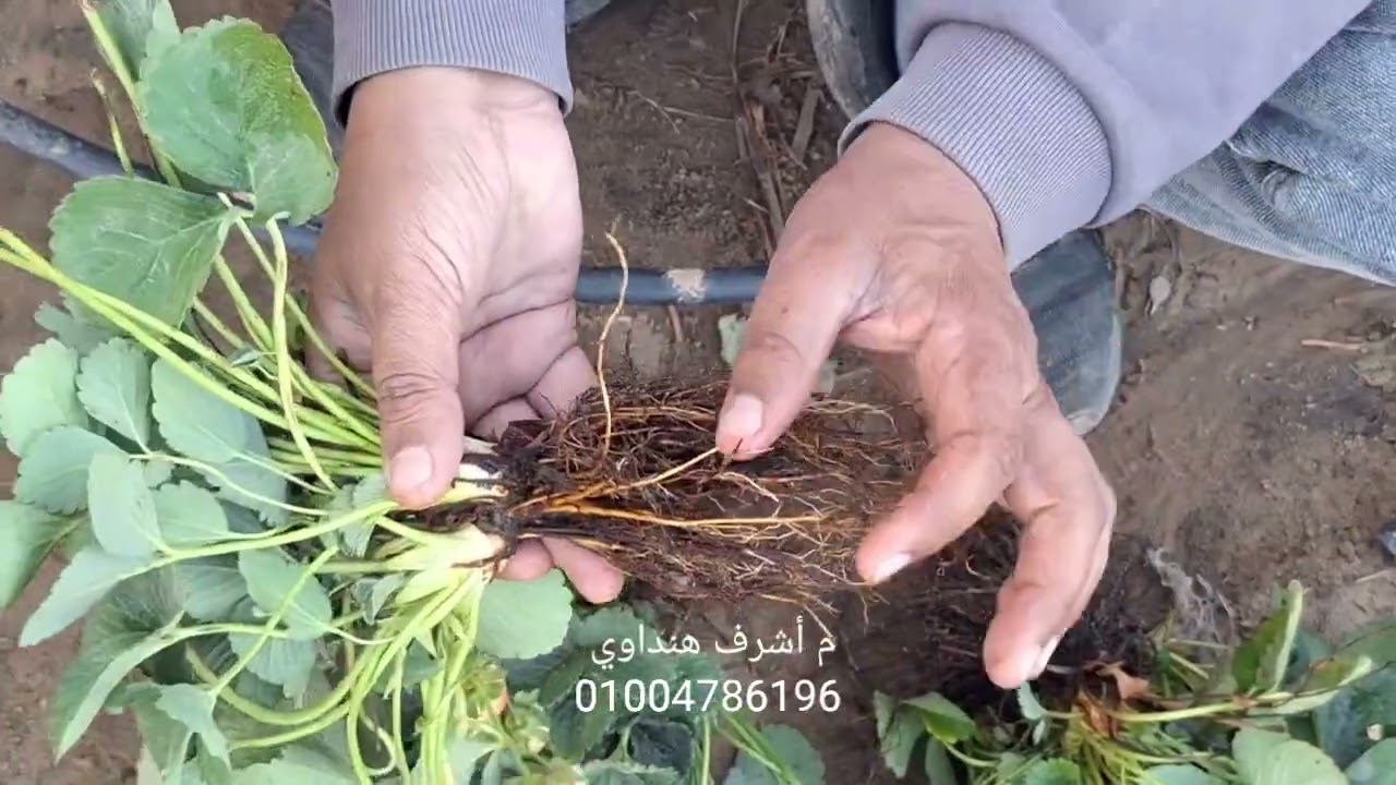 منظومة الرى الغلط .. سبب دمار الإنتاجية. فراولة الإنتاج 🍓 