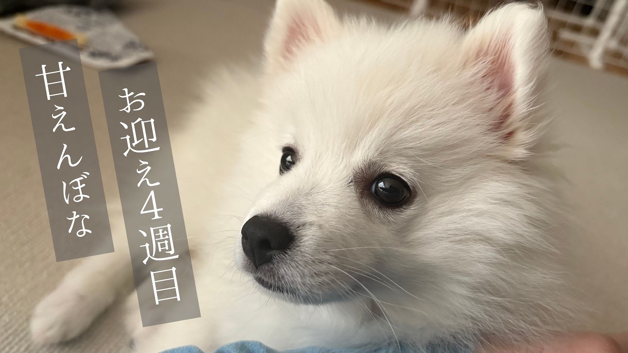 甘えんぼで愛嬌たっぷり、お迎え4週目【生後２ヵ月の終わり】