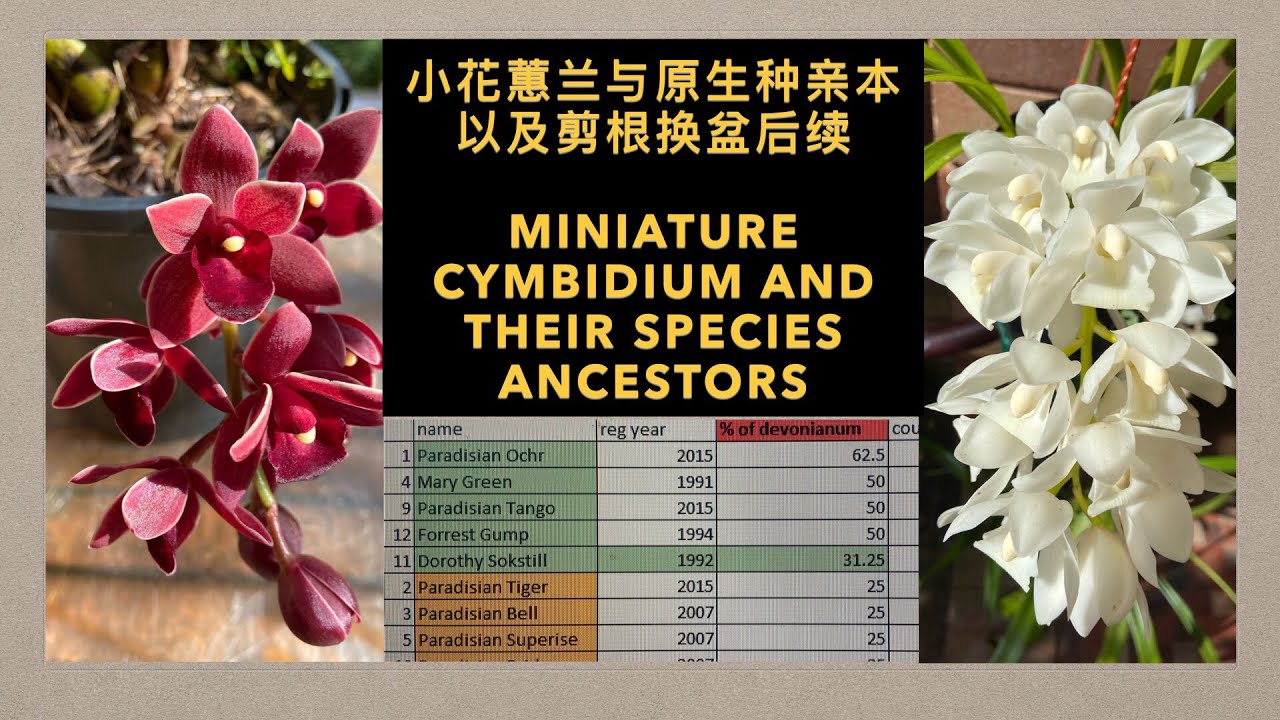 GS-59 该晒还是不该晒？以及小花蕙兰大剪根后续 miniature Cymbidium orchids and their species ancestors