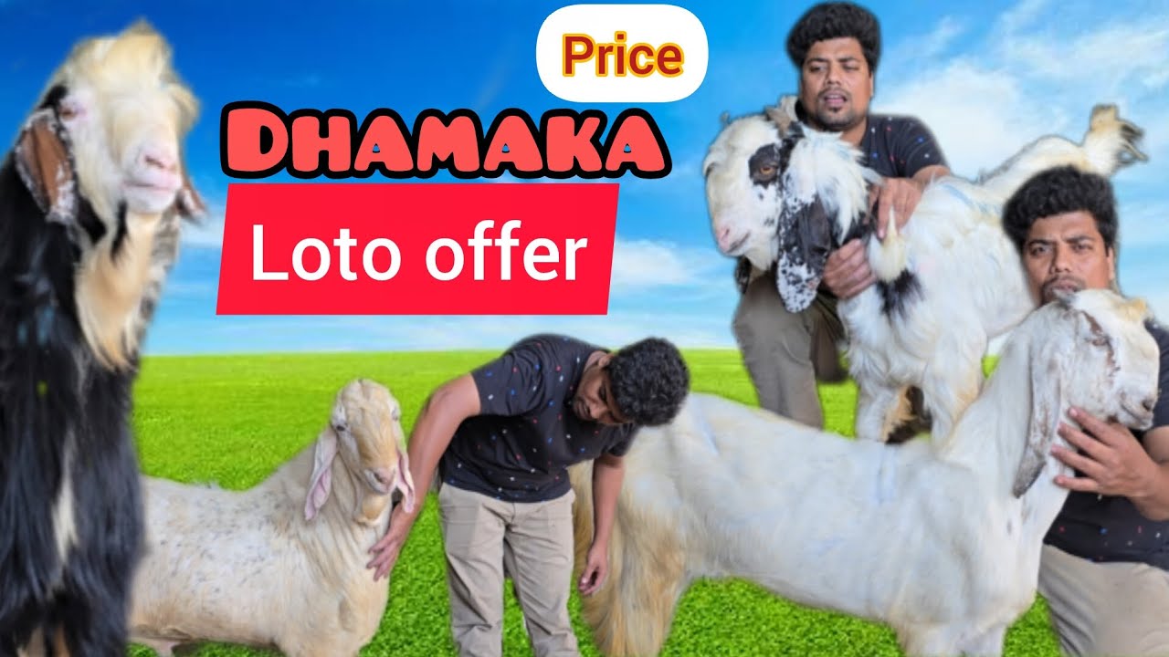 Kohinoor goat farm anees bhai ka Dhamaka price offer qurbani kro shauk kro ya kro haqeeqa niyaz 