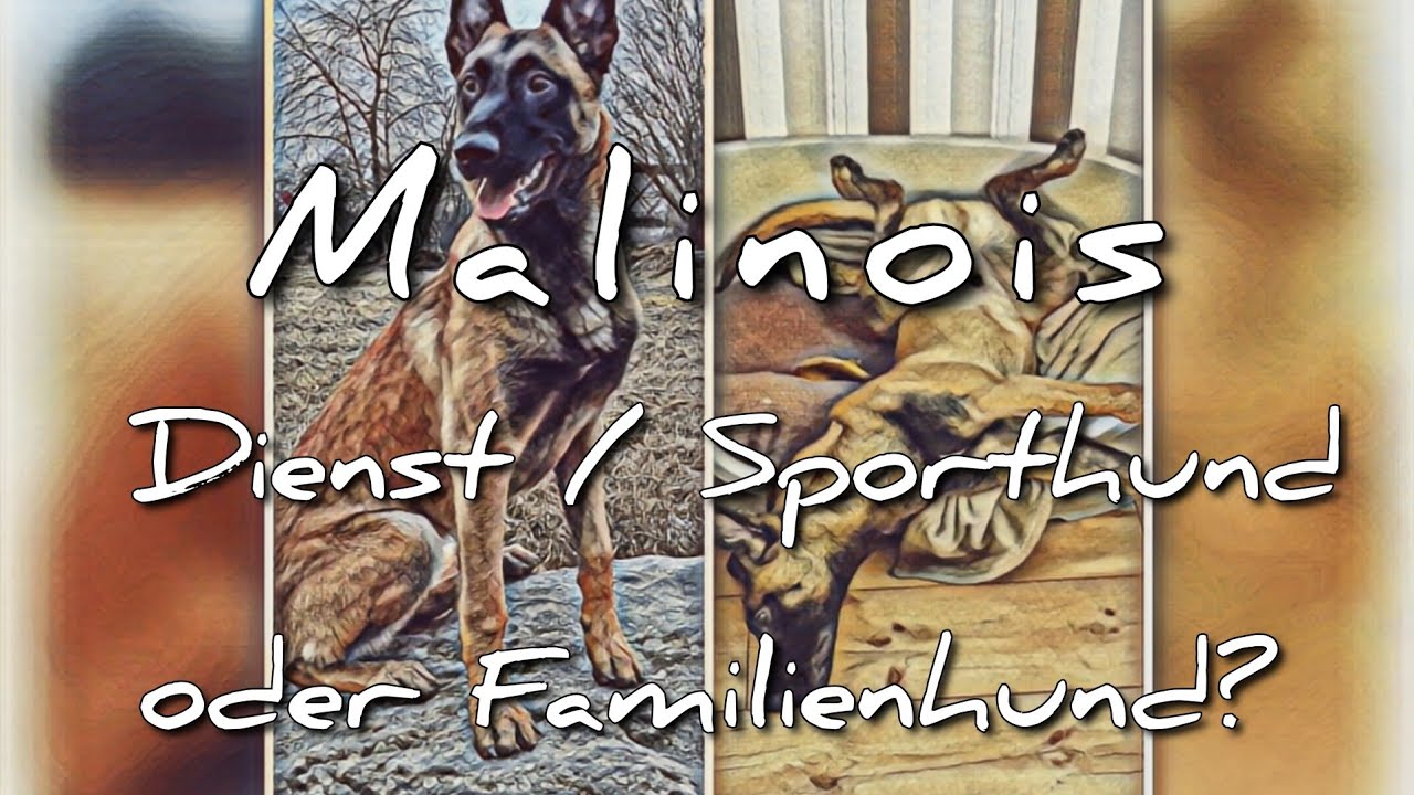 Malinois - Belgischer Schäferhund Sport / Diensthund oder Familienhund?